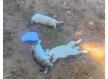 Coelhos usados em tratamento de crianças são mortos em Peixoto de Azevedo