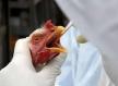 União Europeia reconhece o Brasil como livre da gripe aviária
