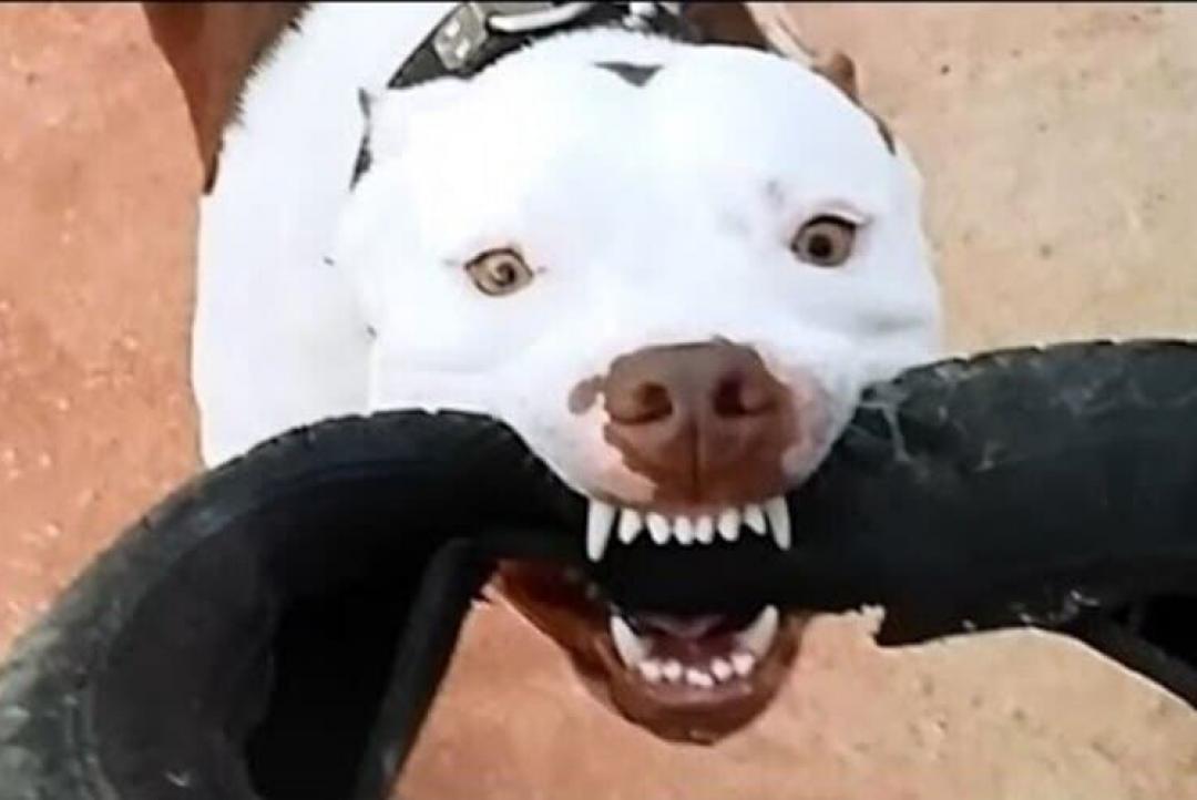 Ataque de pitbull deixa duas jovens feridas em MT