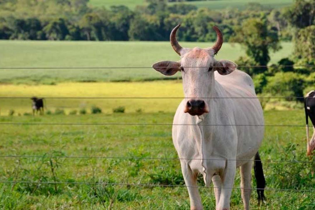 Preços do boi gordo continuam em alta: confira aqui