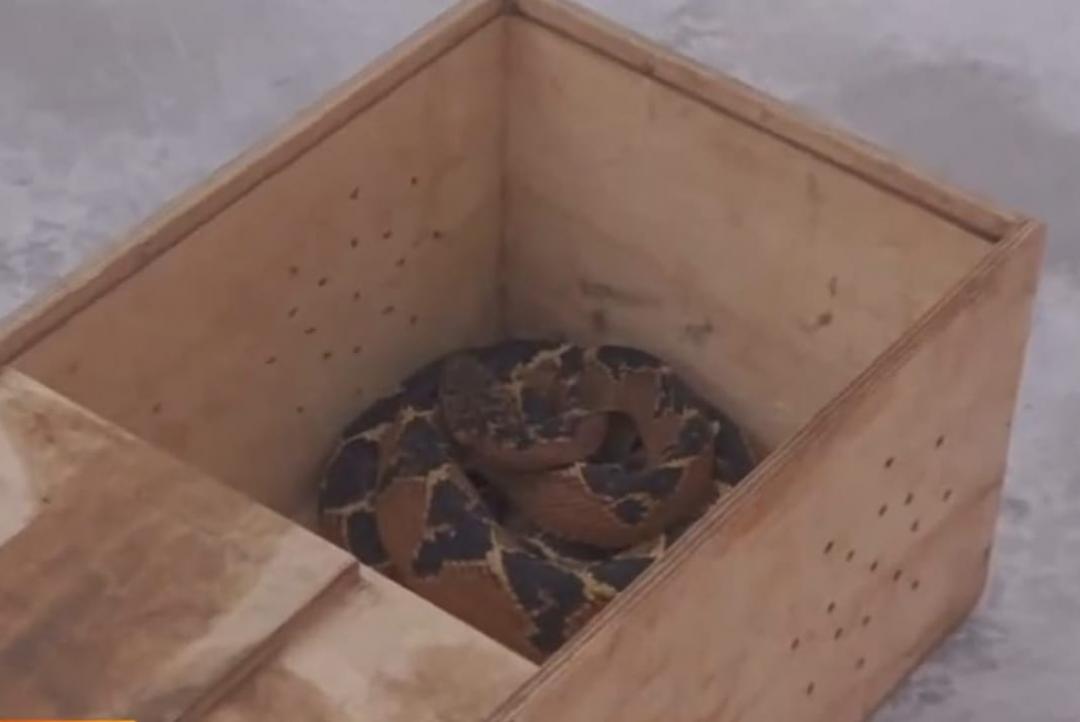 Cobra “Pico de Jaca” é flagrada em praça da Avenida C