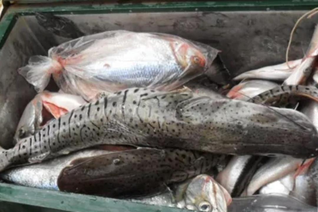 Comerciantes e pescadores profissionais devem entregar declaração de estoque pesqueiro até quarta-feira (4)