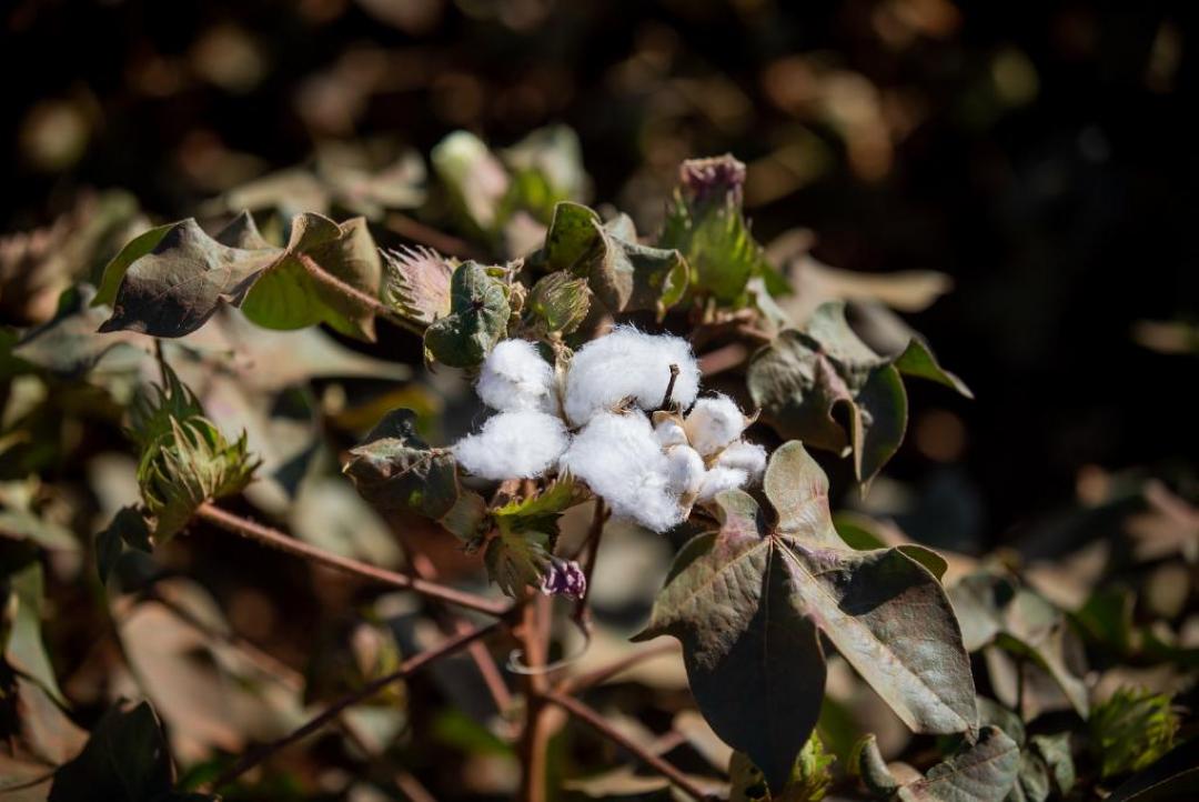 Vazio sanitário do algodão já está em vigor em 87 cidades de MT