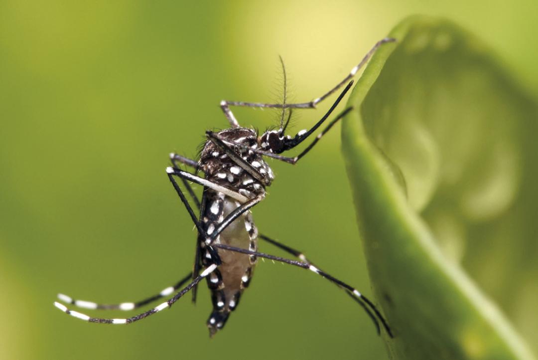 Chikungunya em MT: casos recuam, mas mortes ainda alarmam