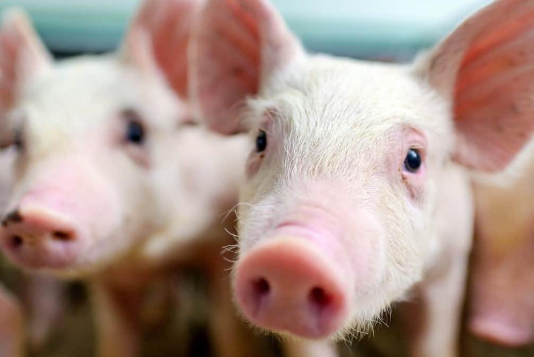 Cientistas têm sucesso no transplante de órgãos de porcos em macacos; saiba mais