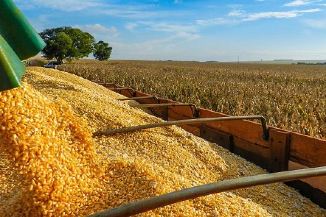 Cotação do milho cai 11% em MT em relação a de Chicago