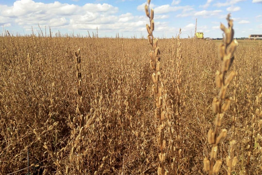 MT lidera a produção de gergelim no Brasil