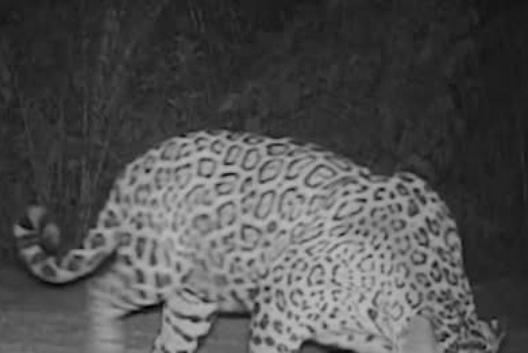 Onça-pintada, Onça-parda e Jaquatirica são flagradas em usina de MT