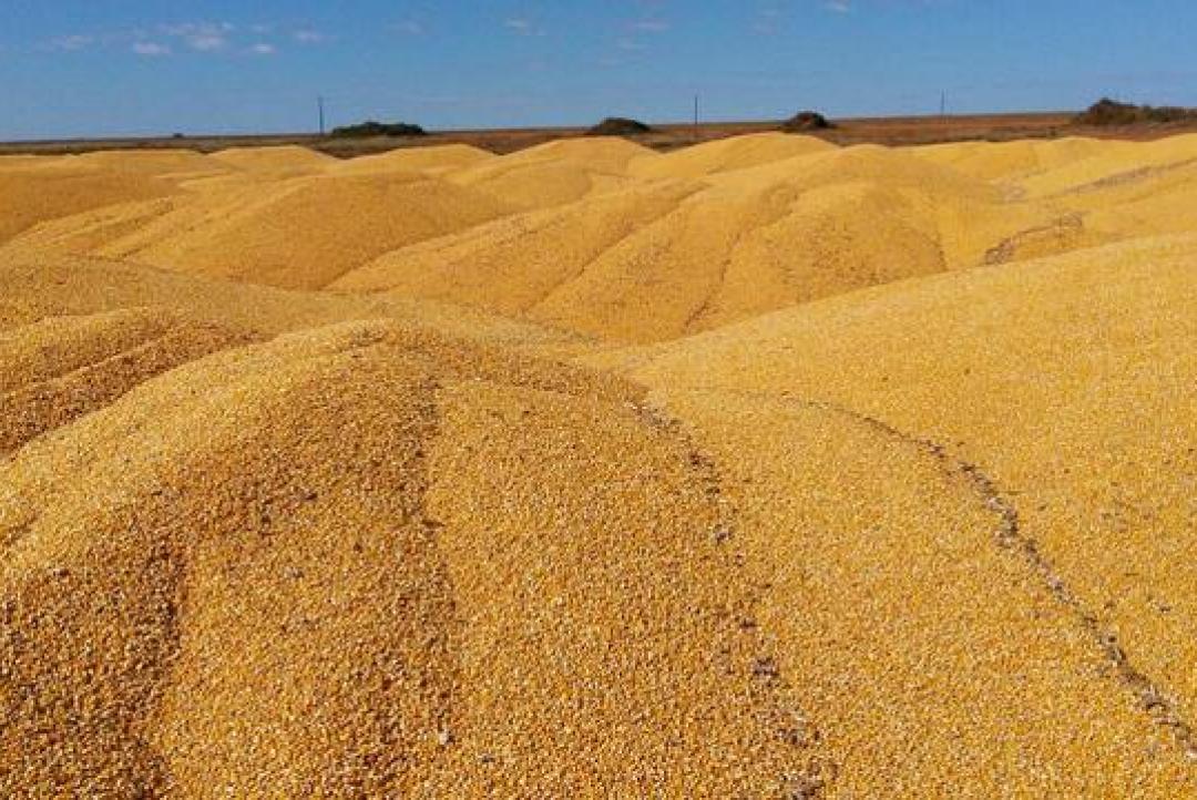 Cotação do milho registra leve alta em Mato Grosso e no mercado futuro