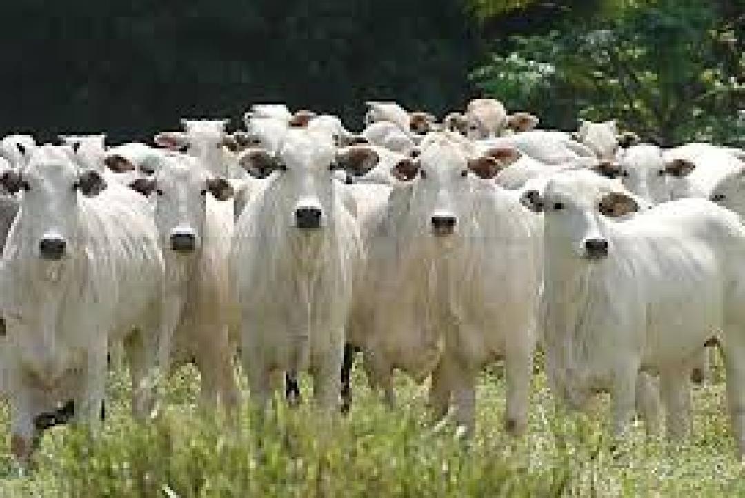 Boi gordo valoriza em Mato Grosso, aponta IMEA