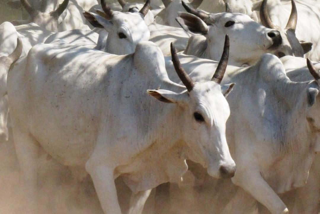 Boi: semana termina com inexpressivo fluxo de negócios