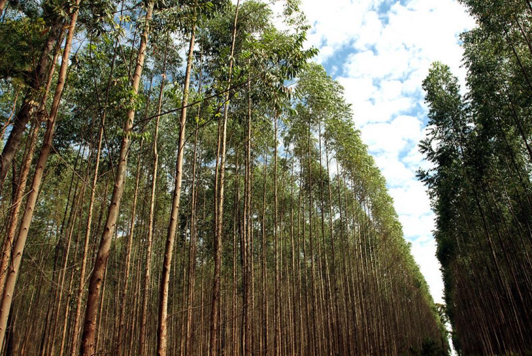 MT lidera produção de madeira sustentável e é sede de evento com especialistas da área