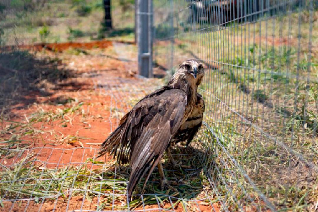 Ameaçada de extinção, águia-cinzenta é resgatada e levada ao Santuário dos Elefantes