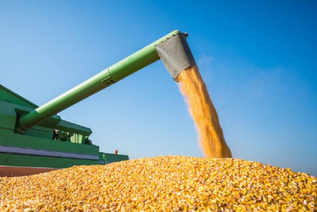 Milho em Mato Grosso registra alta de 2,13%, veja cotação: