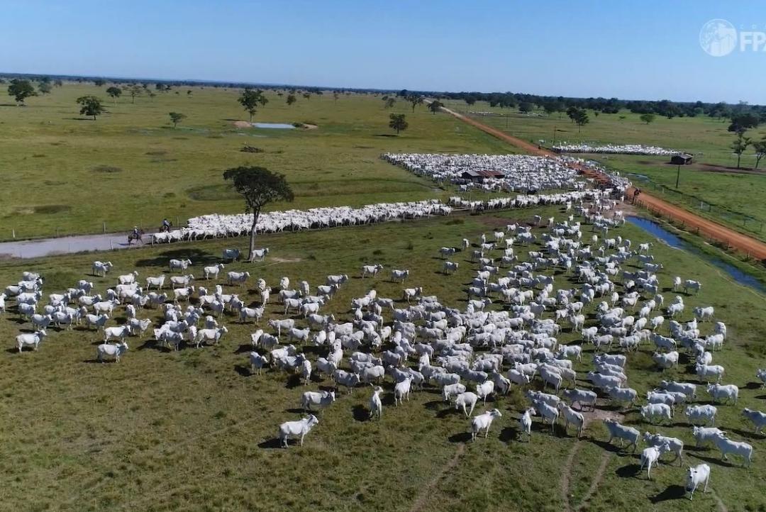 Mato Grosso tem o maior rebanho de gado do país e sedia evento internacional