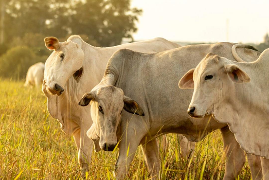 Campanha de atualização de rebanho começa neste sábado (1) em Mato Grosso
