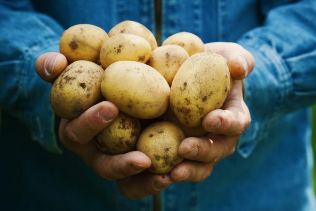 Batata sobe 7,4% em Mato Grosso e se torna vilã da semana; cesta básica recua levemente