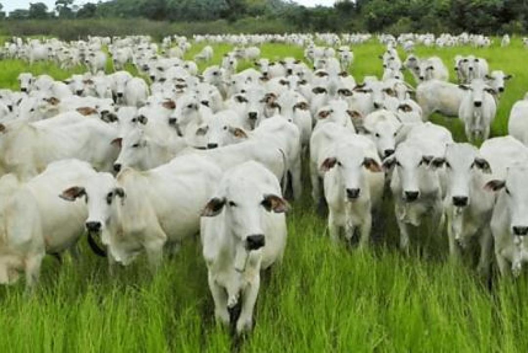 Empresário é acusado de sumir com R$ 33 milhões em gado em MT