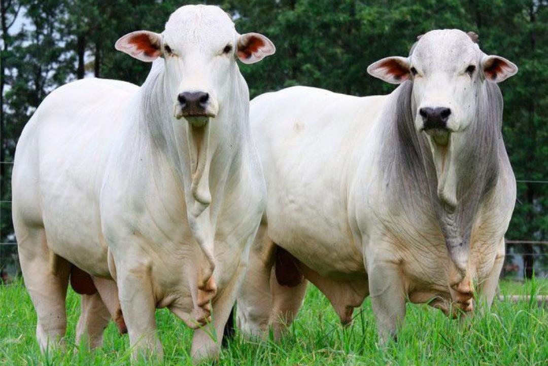 Preço do boi gordo permanece estável em Mato Grosso
