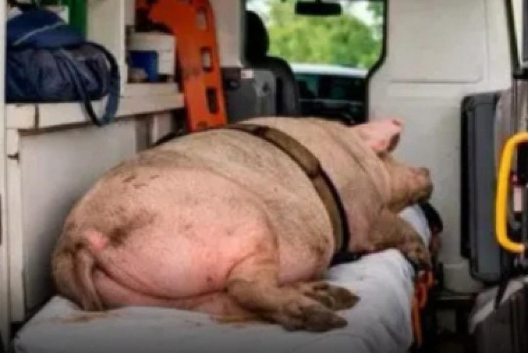 Ambulância é usada para transportar porco: prefeitura exonera servidor 