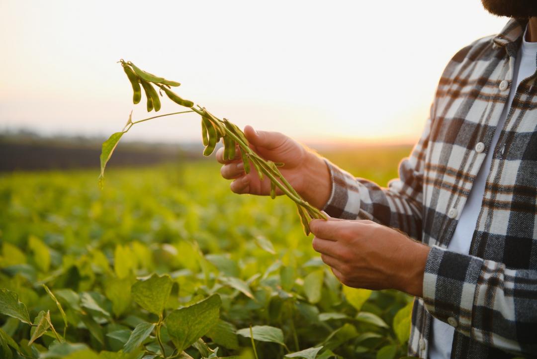 Sojicultores de Mato Grosso têm até 15 de fevereiro para cadastrar lavouras no Indea
