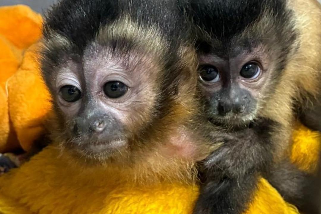 Órfão após atropelamento, filhote de macaco-prego ganha nova chance na natureza