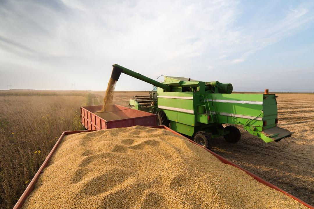 Alta Floresta sente reflexos do agro: soja reage, milho se estabiliza e movimenta a economia do Norte de MT