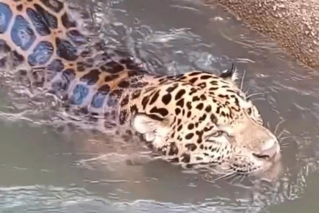 Onça-pintada é resgatada após ficar presa em canal de usina no interior de Mato Grosso