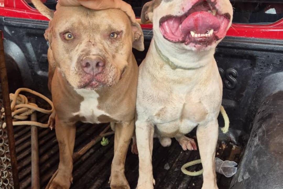 Pitbulls soltos invadem residência, matam cachorro e mobilizam bombeiros em Alta Floresta