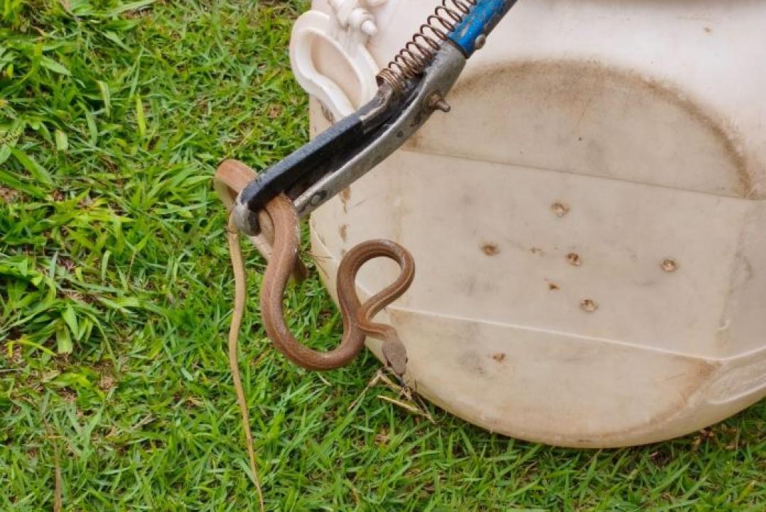 Jiboia é resgatada dentro de caixa elétrica em praça de Alta Floresta