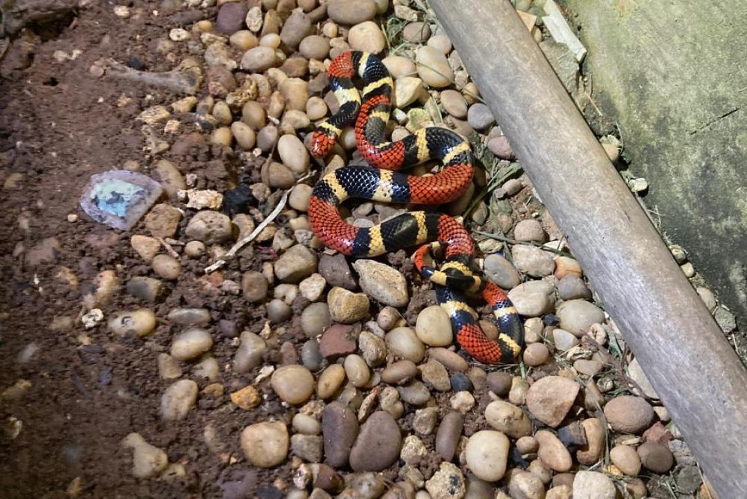Cobra coral verdadeira é capturada pelo Corpo de Bombeiros em Alta Floresta