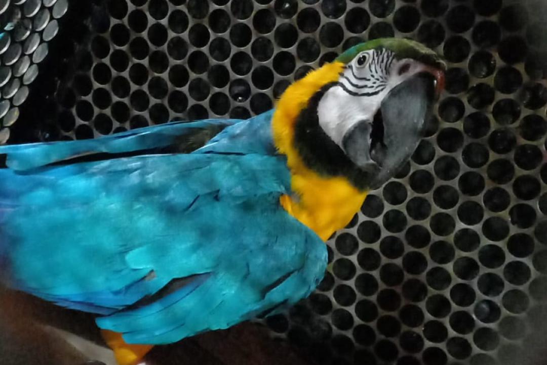 Arara-canindé é resgatada em bar de Alta Floresta com asas cortadas