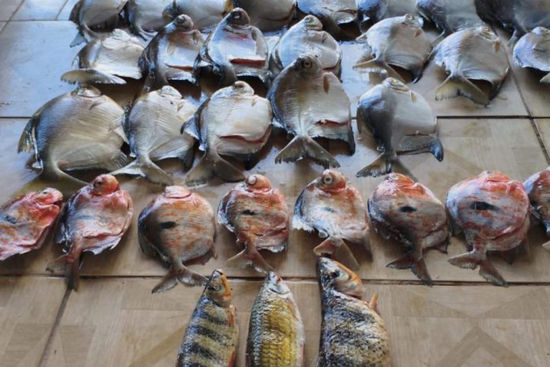 Polícia Ambiental apreende mais de 33 quilos de pescado irregular às margens do Rio Teles Pires