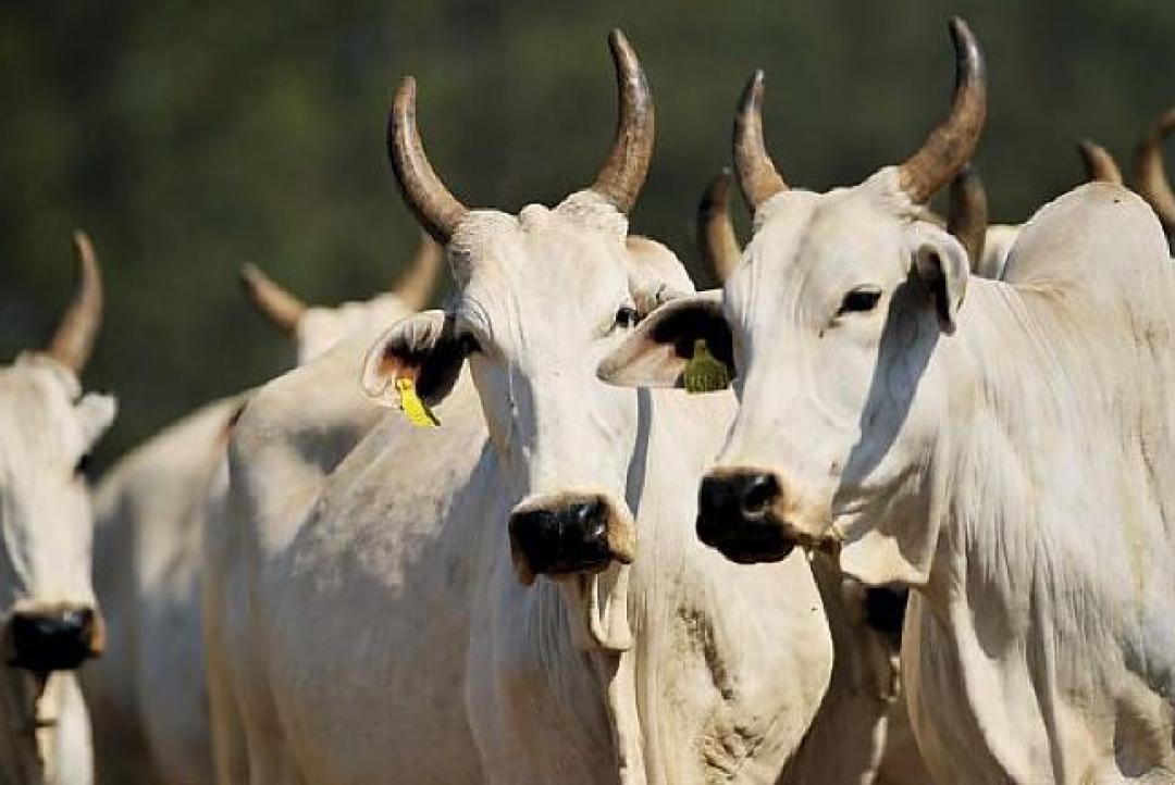 Metade dos produtores de Alta Floresta ainda não atualizou cadastro do rebanho; prazo termina em 10 de junho