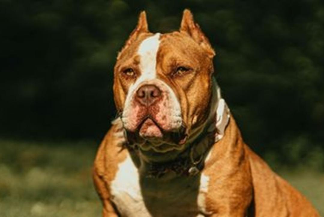 Reino Unido proíbe a raça american bully XL; mais de 240 cães podem ser sacrificados