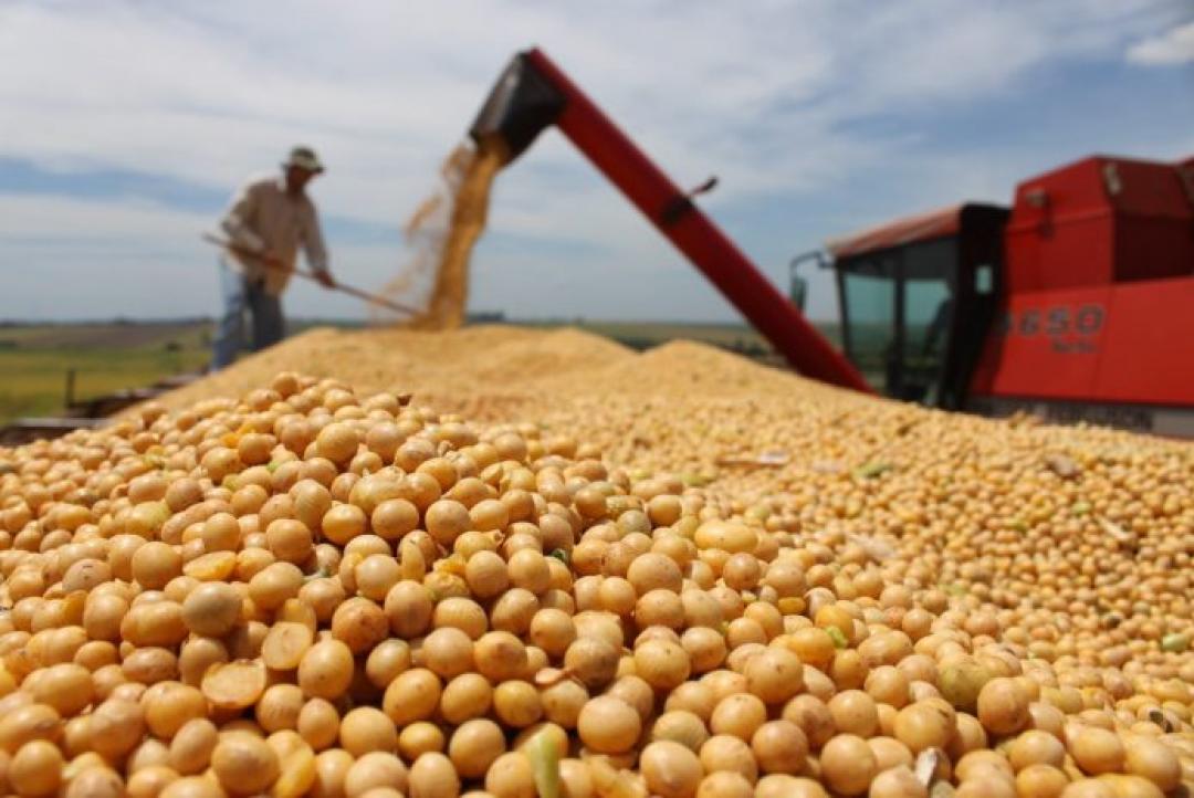 Soja terá custos maiores e cenário climático de incertezas na safra 26/27 em Mato Grosso, aponta Imea