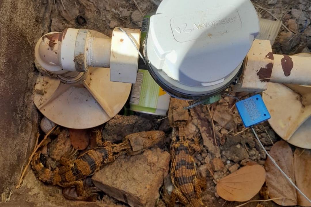 Filhotes de jacaré são resgatados em bairro de Alta Floresta e devolvidos à natureza
