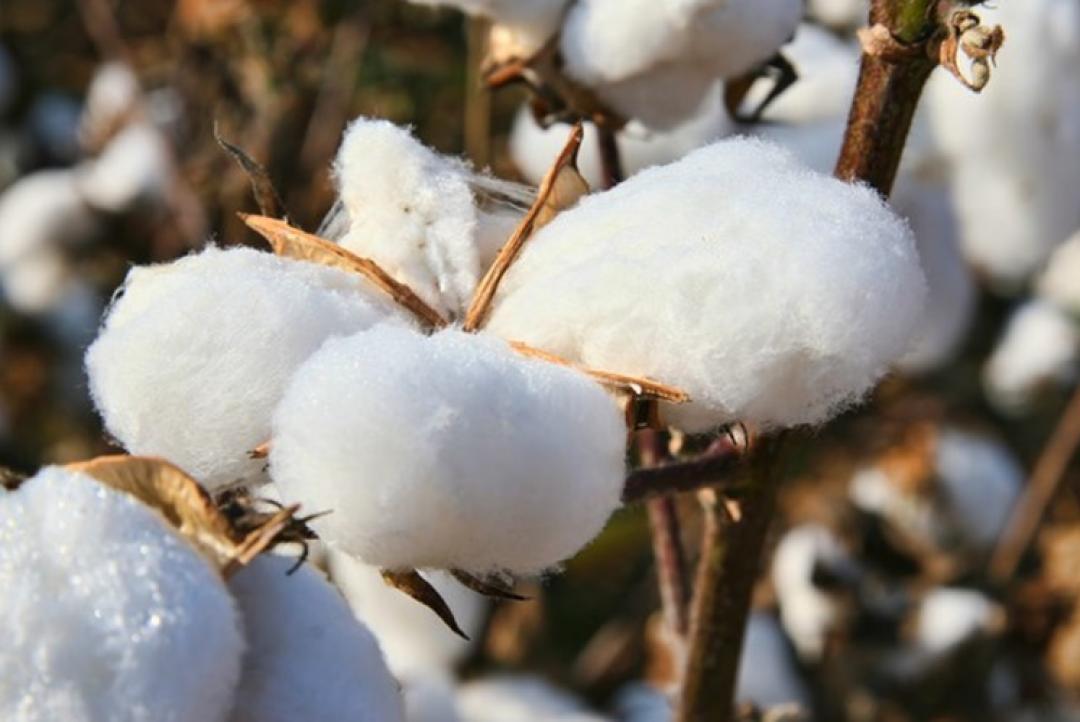 Região sudeste de Mato Grosso dá a largada no plantio do algodão