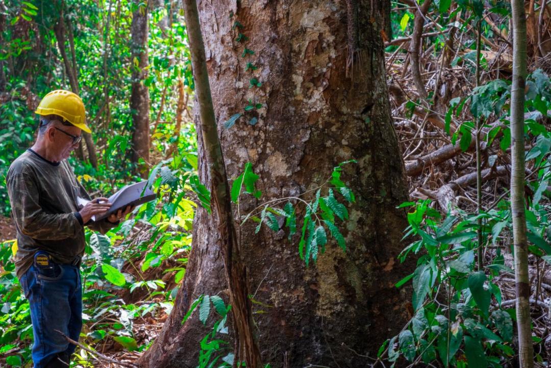 Mato Grosso avança no manejo florestal sustentável e se aproxima da meta prevista para 2030