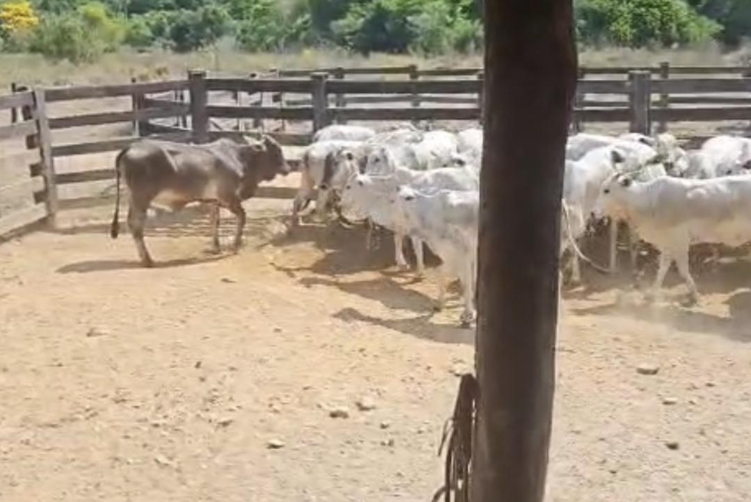 Nove novilhas furtadas em Apiacás são recuperadas durante investigação