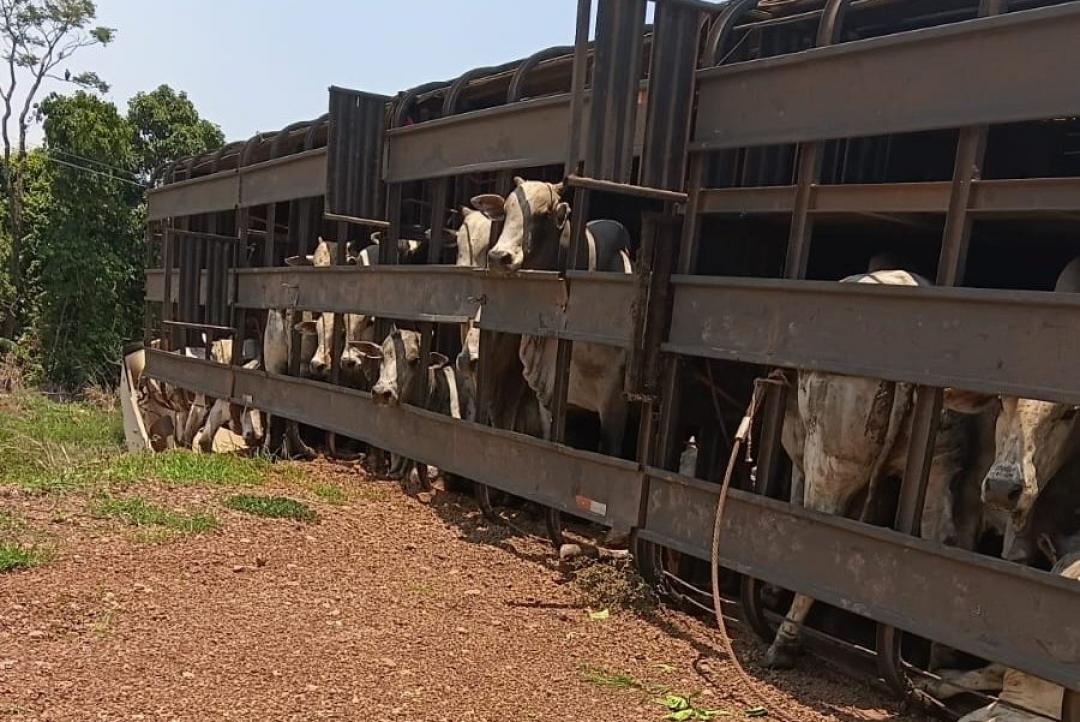 Caminhão boiadeiro tomba na MT-325 e motorista fica ferido em Alta Floresta