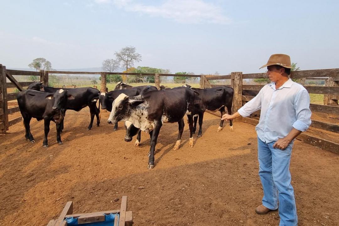Novilhas do projeto de transferência de embriões do Governo de MT produzem até 200% litros de leite a mais do que média do Estado