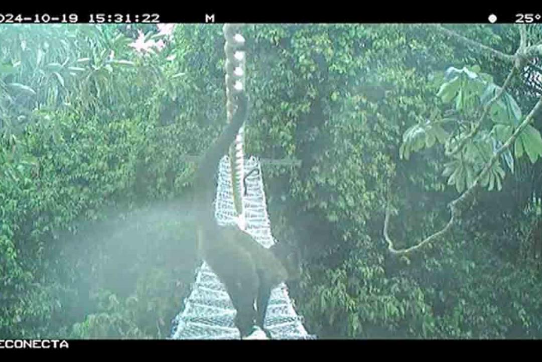 Realizado primeiro monitoramento do Programa Alta Floresta Não Atropela. Primeiro registro oficial é de um macaco prego