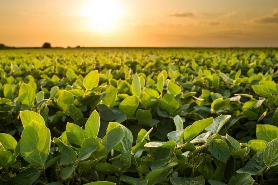Produtores relatam preocupação com a colheita de soja na região Leste de Mato Grosso