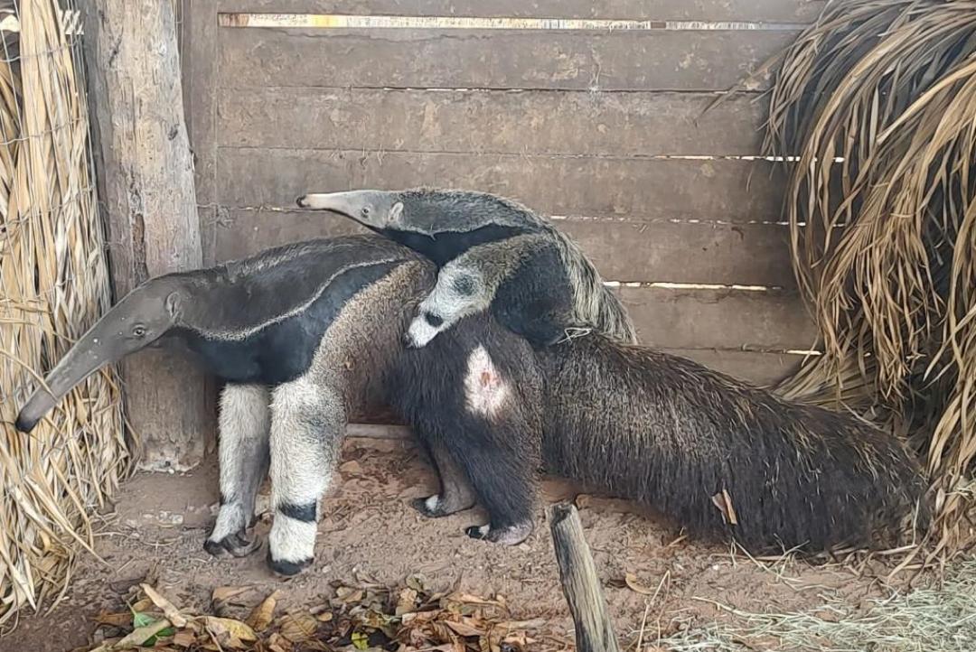 Sema-MT leva para Santuário dos Elefantes tamanduá-bandeira que passou 40 dias internada após atropelamento