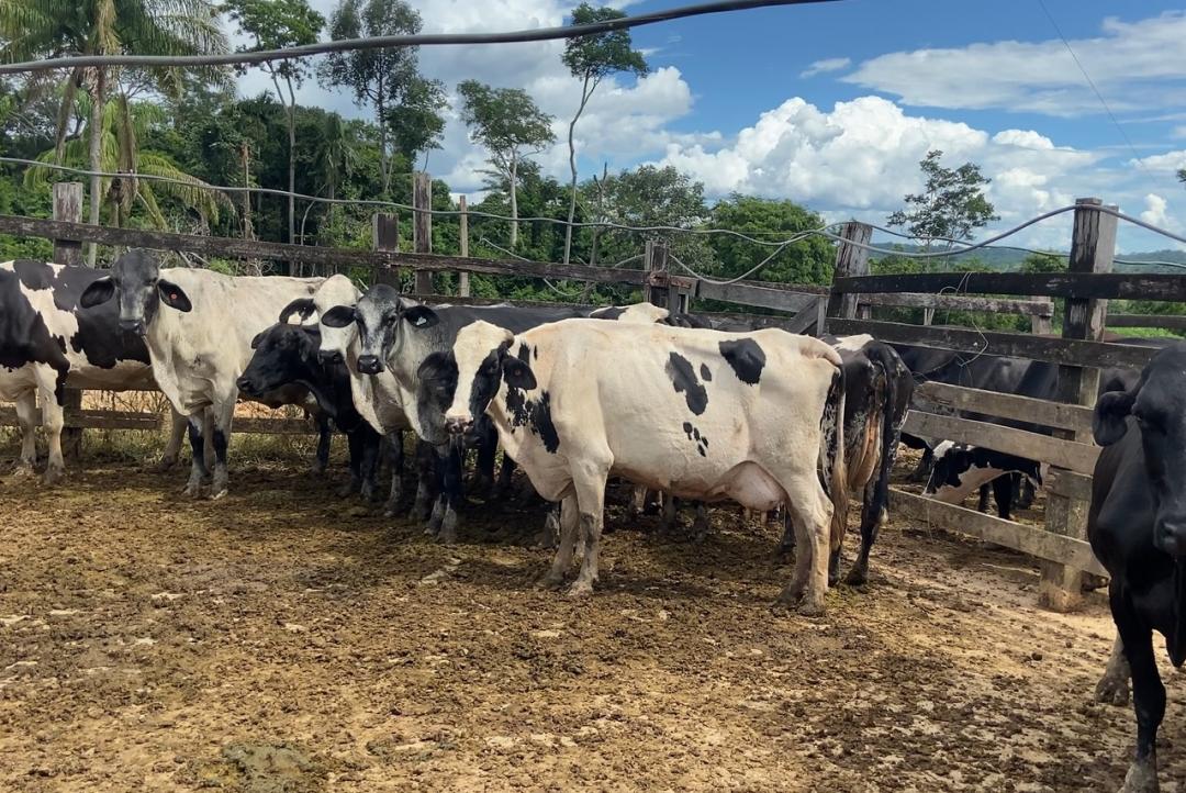 Agricultura e Pecuária eleva em 25% o número de propriedades atendidas com transferência de embriões na bovinocultura de leite