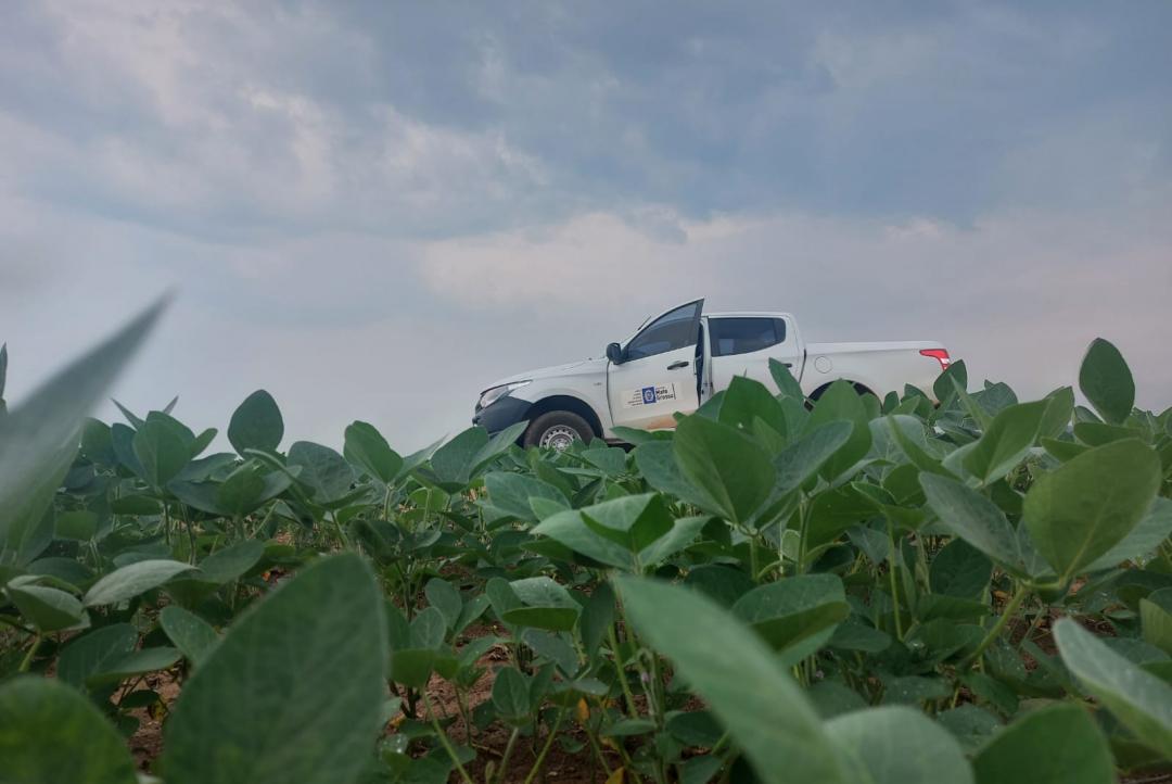 Prazo para plantio de soja em Mato Grosso termina no dia 07 de janeiro