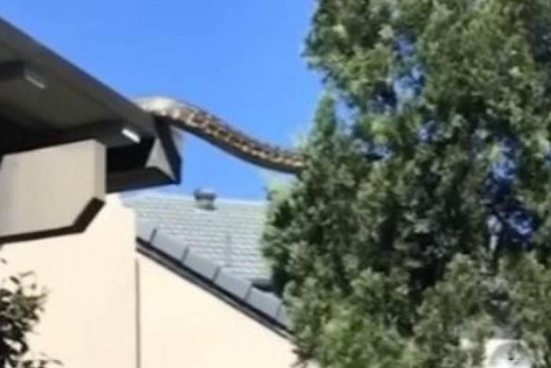 cobra gigante sai de telhado e escala árvore na Austrália