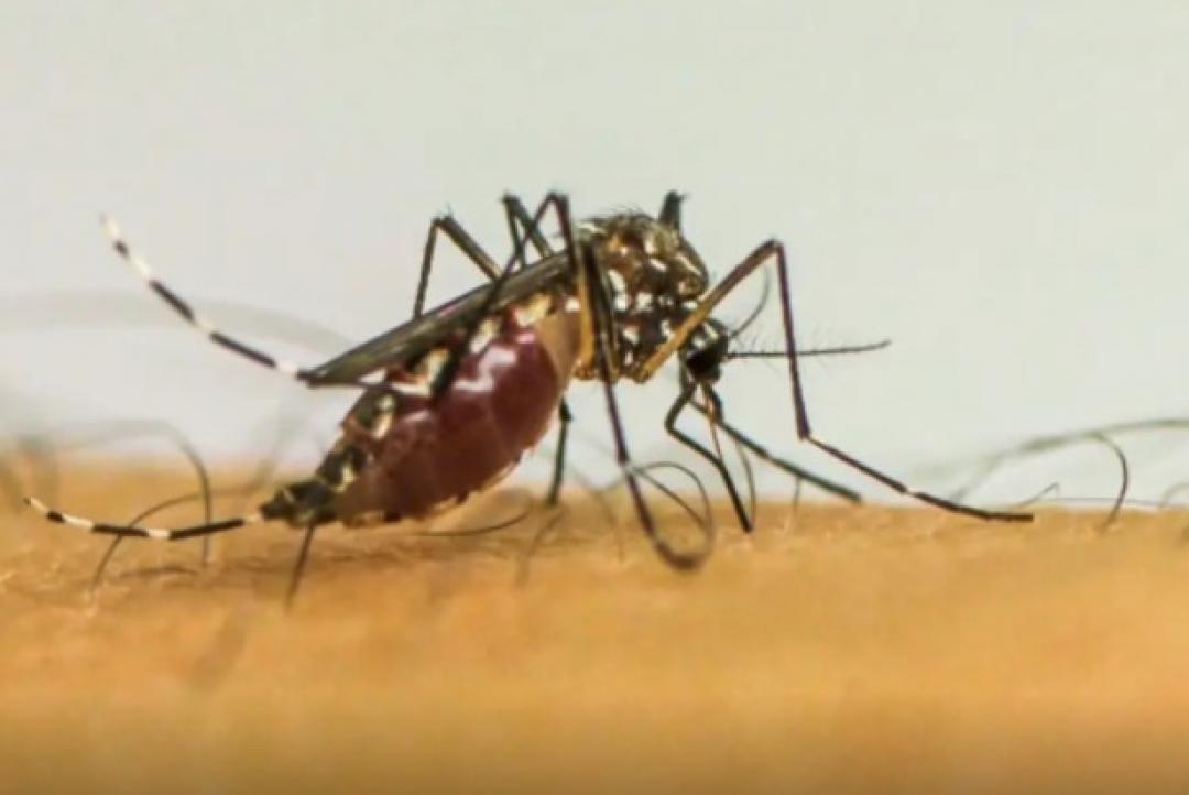 SES alerta população sobre importância da prevenção e combate ao mosquito Aedes aegypti