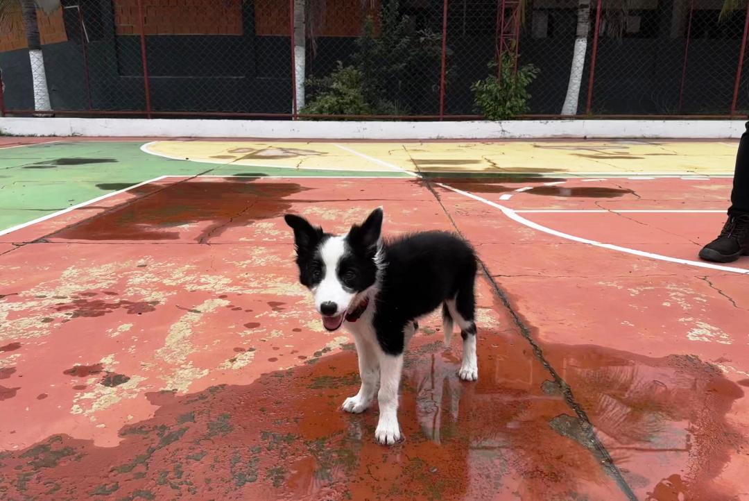 Corpo de Bombeiros investe em mais dois cães para reforçar operações de busca e resgate